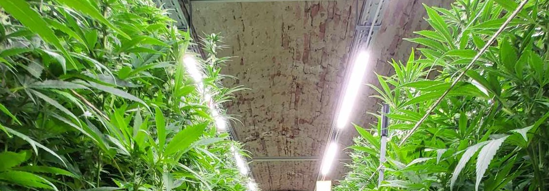 Cannabis plants in a greenhouse