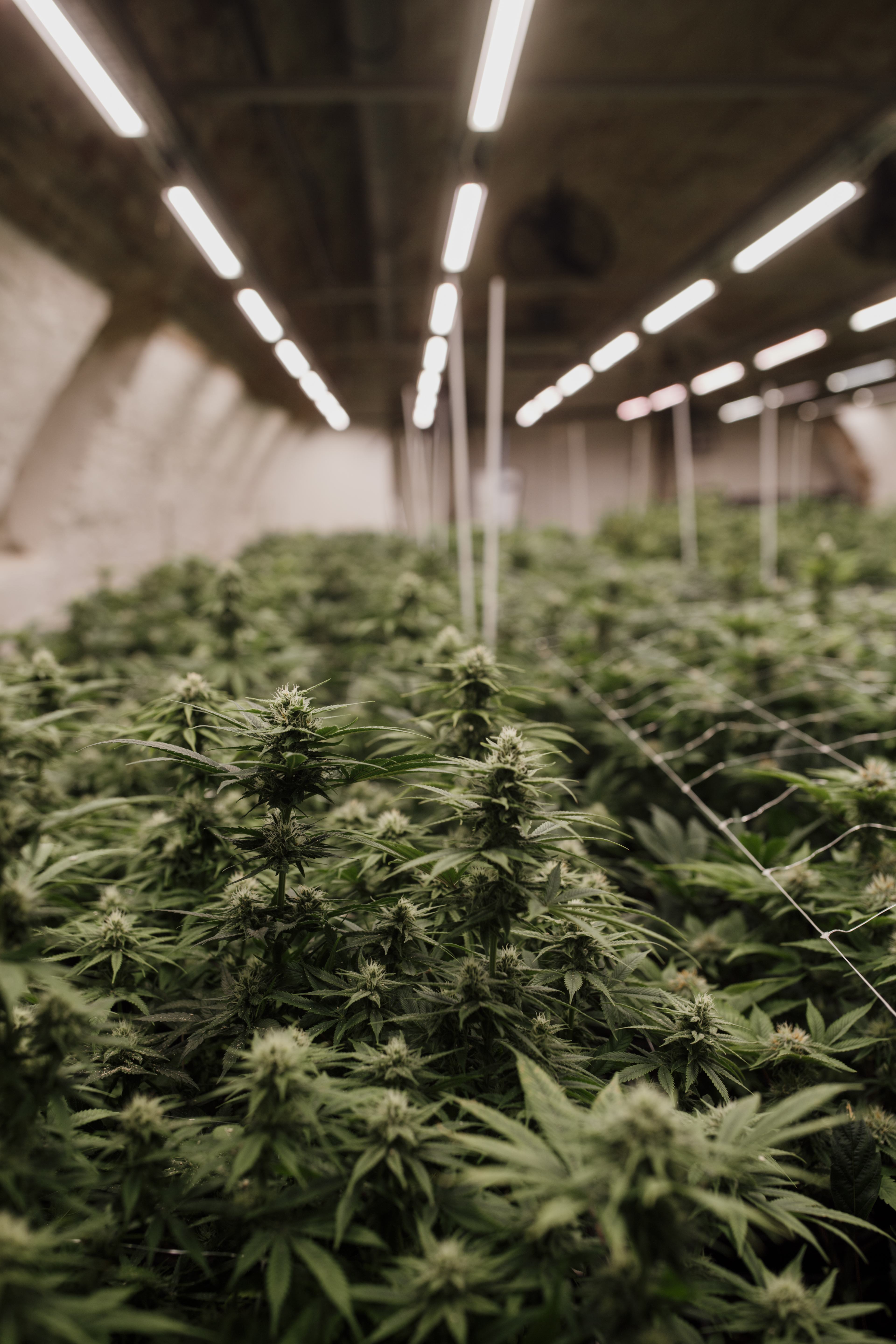 Cannabis plants in a greenhouse